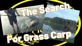 The search for Grass Carp