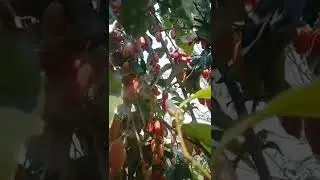 Awesome Silver Berry Satisfying #shorts
