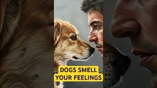 Why Dogs Can Smell Your Emotions 🐶💨 #youtubeshorts #science #dog
