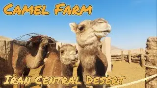 Daily Life at a Camel Farm in Iran's Central Desert