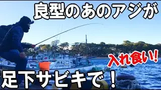 足下サビキであの良型アジの入れ食いを堪能する！25cm超えサイズが爆釣したサビキの釣り方をご紹介します