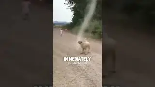 Dog Saves Family from Tornado