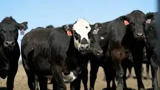 Northwest Beef Express ~ Cattle Hauling.mp4