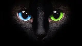 Understanding Bias - Bias, Love, & Mind Explained
