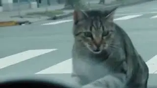 Cat ATTACKS Man While Taking a Photo! 😂📸 #shorts