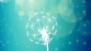 dandelion2