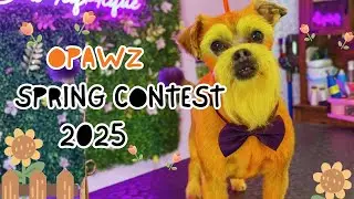 OPAWZ Spring Creative Grooming Contest 2025 #opawz #dog #pets #dogs #grooming #doggroom