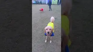 Dog park  | Muddy Paws Dog Park & Cafe
