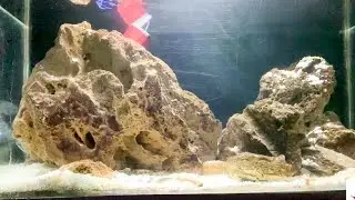 How to Clean Fish Aquarium at Home | Easy & Safe Method