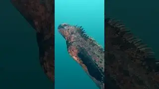 Морской монстр?Мини версия Динозавров?Нет- это просто морская игуана 