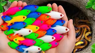 Most Satisfying Catch Ever 🥚➡️ Stunning Aquarium Fish Reveal!