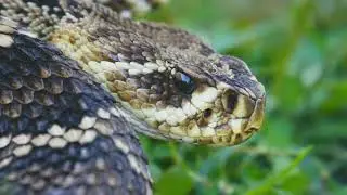 @janimalshub2040 wildlife Animals//Animals video//Animals copy right free videos//animals hd videos