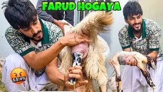 SCAM HOGAYA | FICTION VLOG | QURBANI KI BAKRI NE BACHE DEDIE