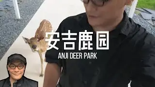 China Travel Guide: Anji Deer Park True Experience! 不用去奈良就能和小鹿们斗智斗勇