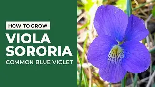 Common Blue Violet (Viola Sororia) | Species Spotlight