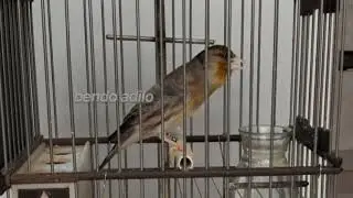 تشجيل لهجين الحسون كوبيا ملقا 2026