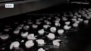 IQF Shrimp Freezing in Action ❄️🦐
