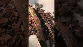 Baby Red Tegu Eating Rat (1) 🐭