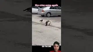 An unexpected interaction between animals. #cat​ #dog​ #crow​ #youtubeshorts​ #animals​ #shorts​