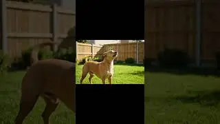 Frog Sits on Dog&rsquo;s Head &ndash; Chaos Begins! #viral #ytshorts #shorts #dog