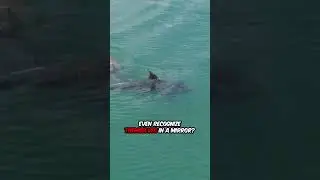 Dolphins: Intelligent Ocean Friends