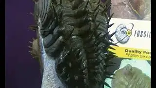 www.fossilplanet.com,Drotops armatus fossil trilobite,spiny phacops.# 2