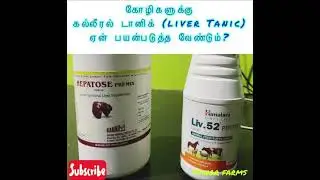 கோழிகளுக்கு கல்லீரல் டானிக் ஏன் பயன்படுத்த வேண்டும்? - Himalaya Liv 52 & Hepatose premix liver tonic