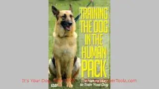 Great Dog Training DVDs  for Cute Dogs