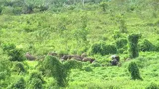 Sumatran elephants foraging and playing in the river in the Bukit Tigapuluh Ecosystem in Sumatra