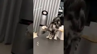 Cat's Wild Reaction to Leopard on TV Instincts Unleashed