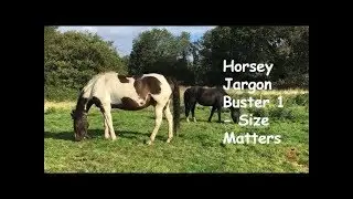 Horsey Jargon Buster.. What's the difference between horses and ponies : TV episode 210