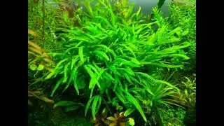 Trident fern