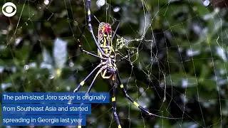 WEB EXTRA: Joro Spider Population Will Grow In US, Scientists Say
