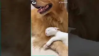 Snow-White Cat Refuses To Leave Side Of Golden Retriever Dog
