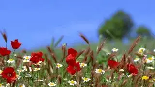 Messages From The Angels: The Heart Knows  -  February 13, 2016