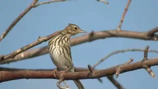 Жаворонок. ( Alauda arvensis )
