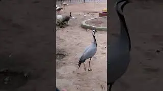 Bird Park Islamabad #lakeview #travel #beauty #birds #birdpark