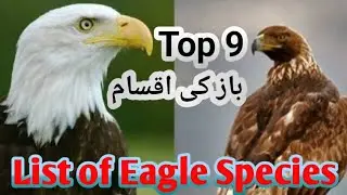 Top 9 Eagle species in The World||types of eagle's||Hand tame eagles