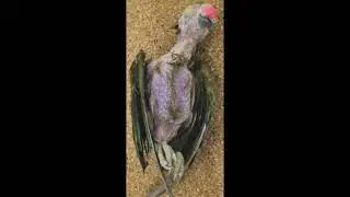 A DEADLY DISEASE:  PSITTACINE BEAK AND FEATHER DISEASE (PBFD) IN INDIAN RINGNECKS
