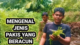 MENGENAL JENIS PAKIS /PAKU YANG BERACUN..!!