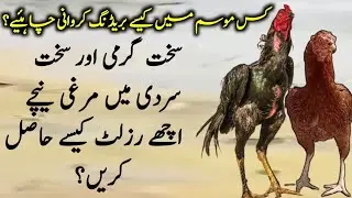 What is the best season for Aseels breeding? Master Aseels