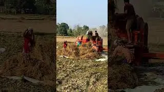 Mustard Thresher Video #shorts