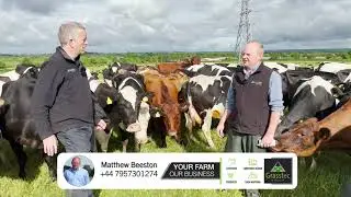 200 Spring Calved Milking Cows HERD SALE - UK 🇬🇧