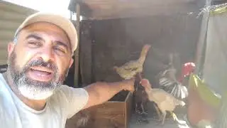 MENTIRAS NA CRIAÇÃO DE GALINHAS ÍNDIO GIGANTE