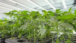 LPE series led grow light for clone or TC room and nursery stage