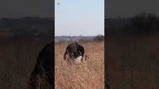 Ostrich sounds (2)