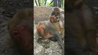 Up Close with Wild Animals: Monkey Encounters 🐒 Love and Protect Wildlife