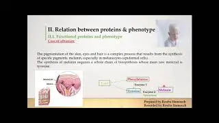 Biological identity:phenotype and proteins part 1