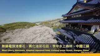 China Jiangsu Wuxi Sakura, Xinghua rapeseed field, Lizhong water forest 中國江蘇無錫黿頭渚櫻花、興化油菜花田、李中水上森林