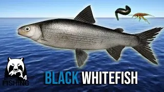 Black Whitefish Spot at Ladoga Archipelago - Russian Fishing 4 #rf4